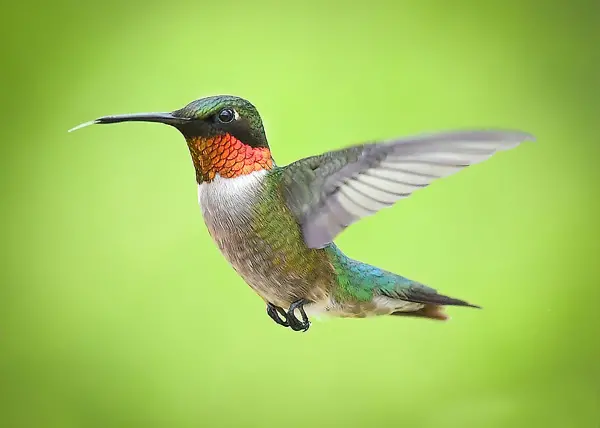 Hummingbirds: Jewels With Wings