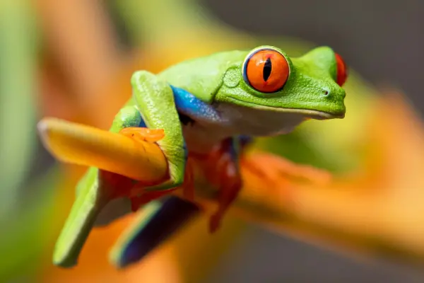 Animals With Bizarre Abilities