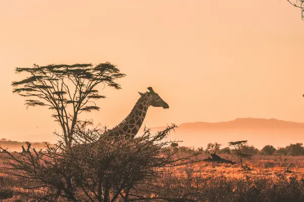Africa: Cradle of Humanity
