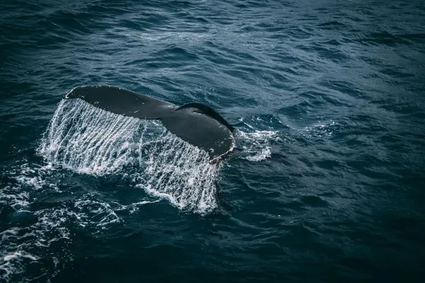 The Pacific Ocean: The Vastest Mystery