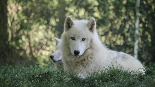 The Secret Life of Wolves: Beyond the Howl