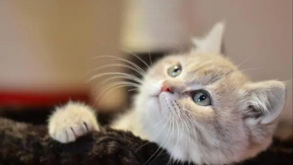 cute cat - 1