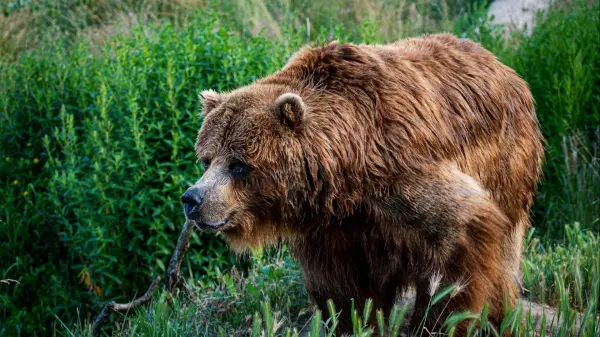 bear - 2