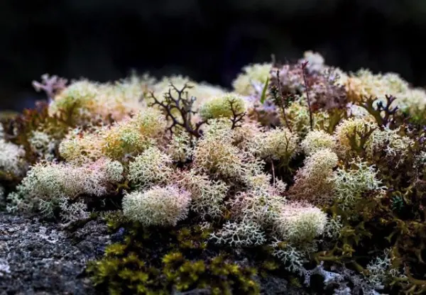 Lichens: The World’s Slowest Partnerships
