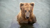 bear - 3