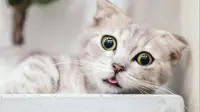 cute cat - 3