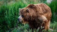 bear - 2