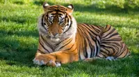 Tiger chilling - 4