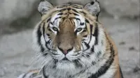 Tiger chilling - 1