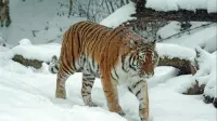 Tiger chilling - 2