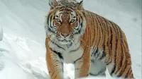 Tiger chilling - 3