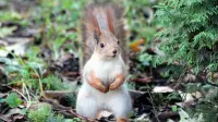squirrels - 2