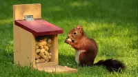 squirrels - 1