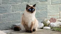 cute cat - 2
