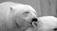 bear - 1