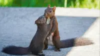squirrels - 3
